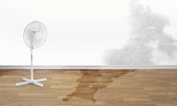 Best Mold removal after water damage  in Post, TX